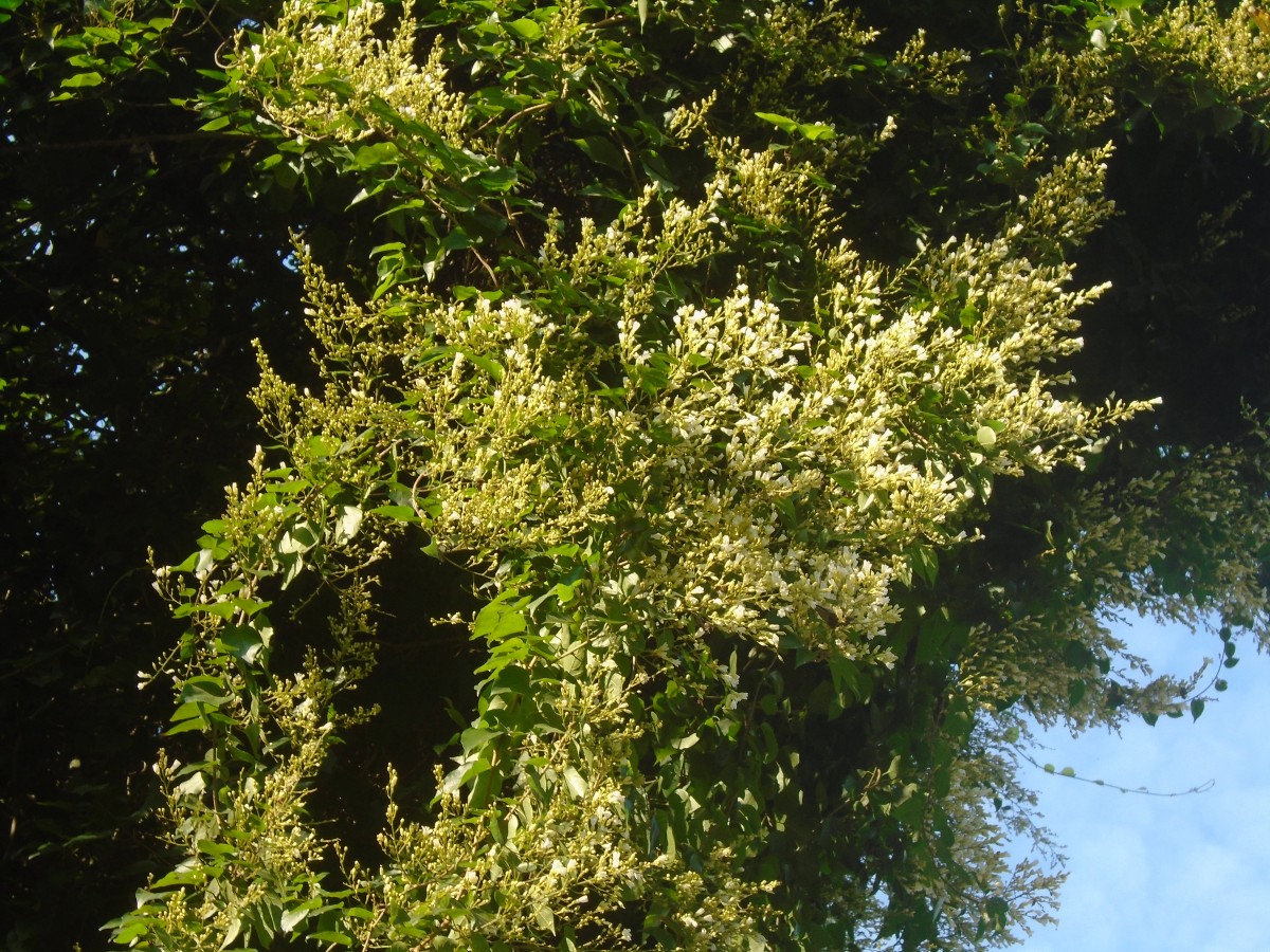 Poranopsis paniculata (Roxb.) Roberty